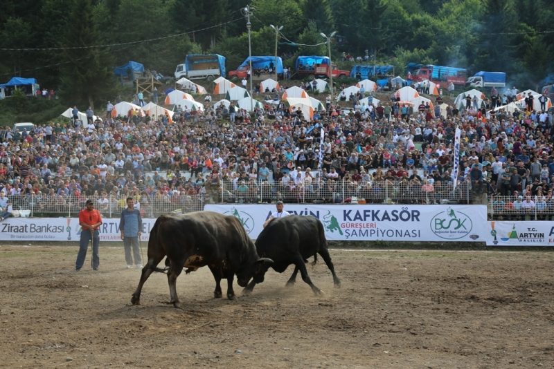 Arhavi gezilecek yerler Kafkasör Boğa Güreşleri festivali Artvin