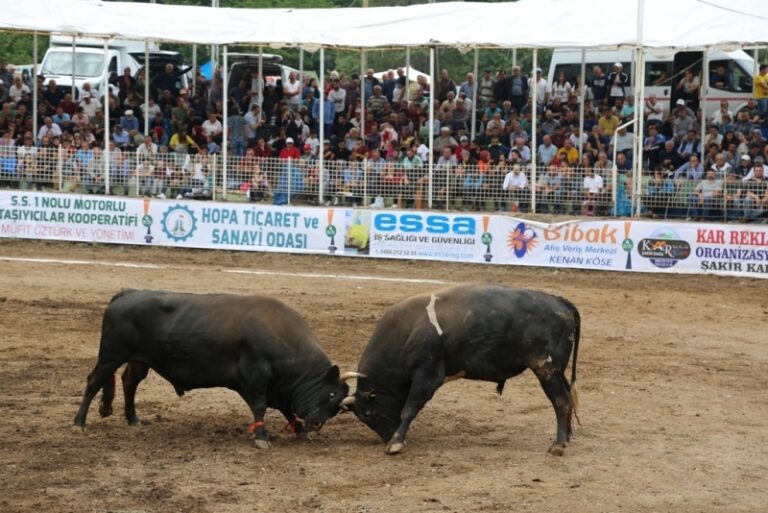 Kafkasör Festivali 2026: Program ve Etkinlik Rehberi