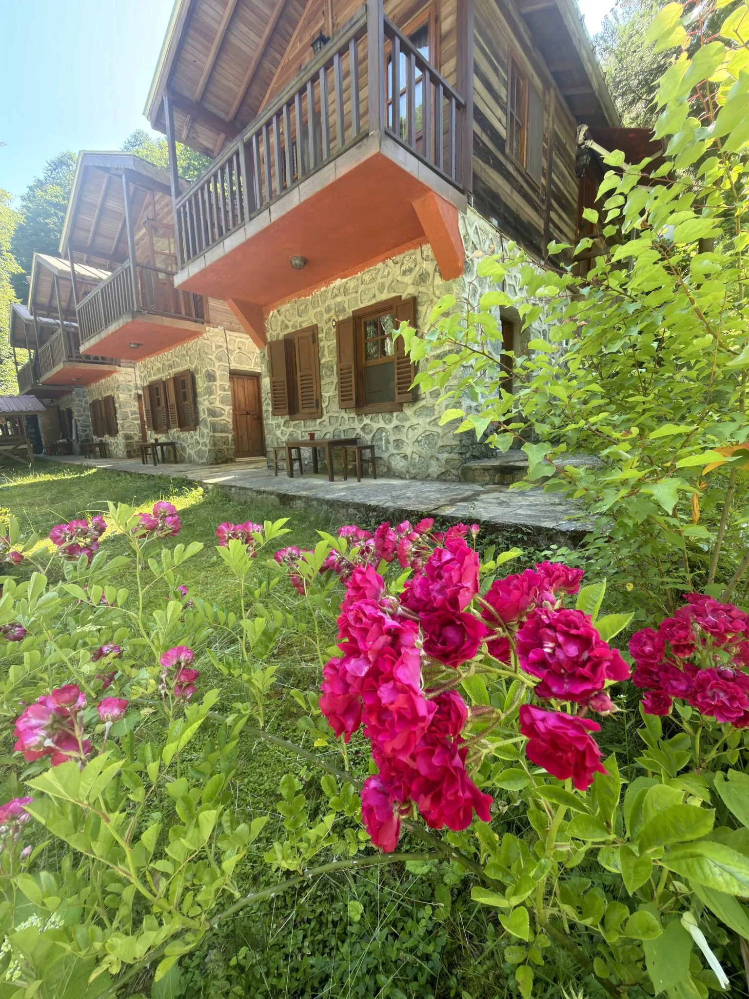 Arhavi otelleri - Mençuna Konakları taş ve ahşap bungalov evleri, bahçede açan güller