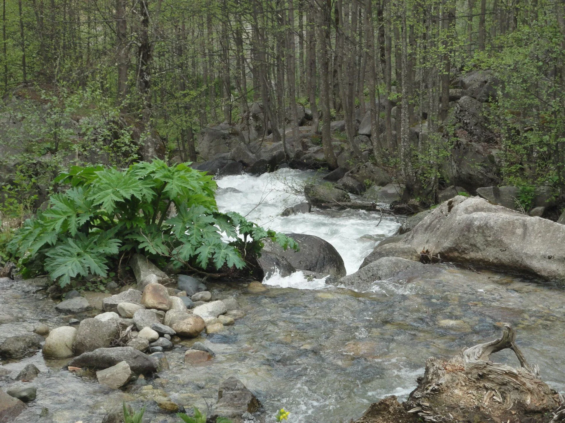 Ayder Kaplıcaları çevresinde Ayder deresi