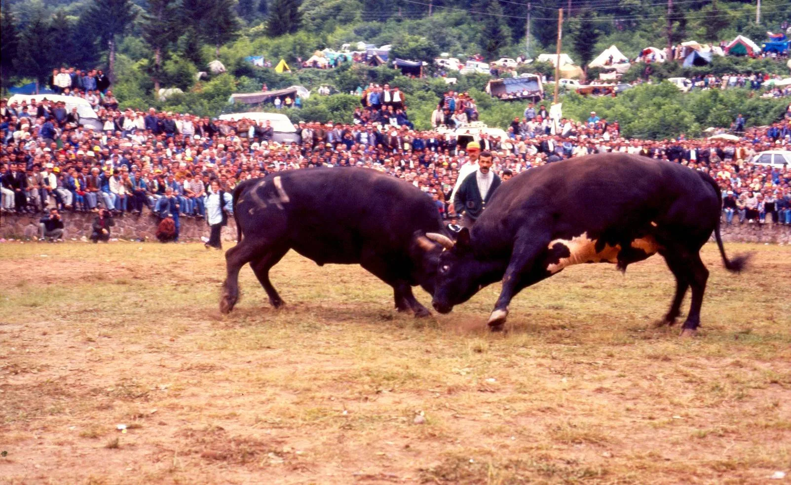 Kafkasör Yaylası boğa güreşleri festivali