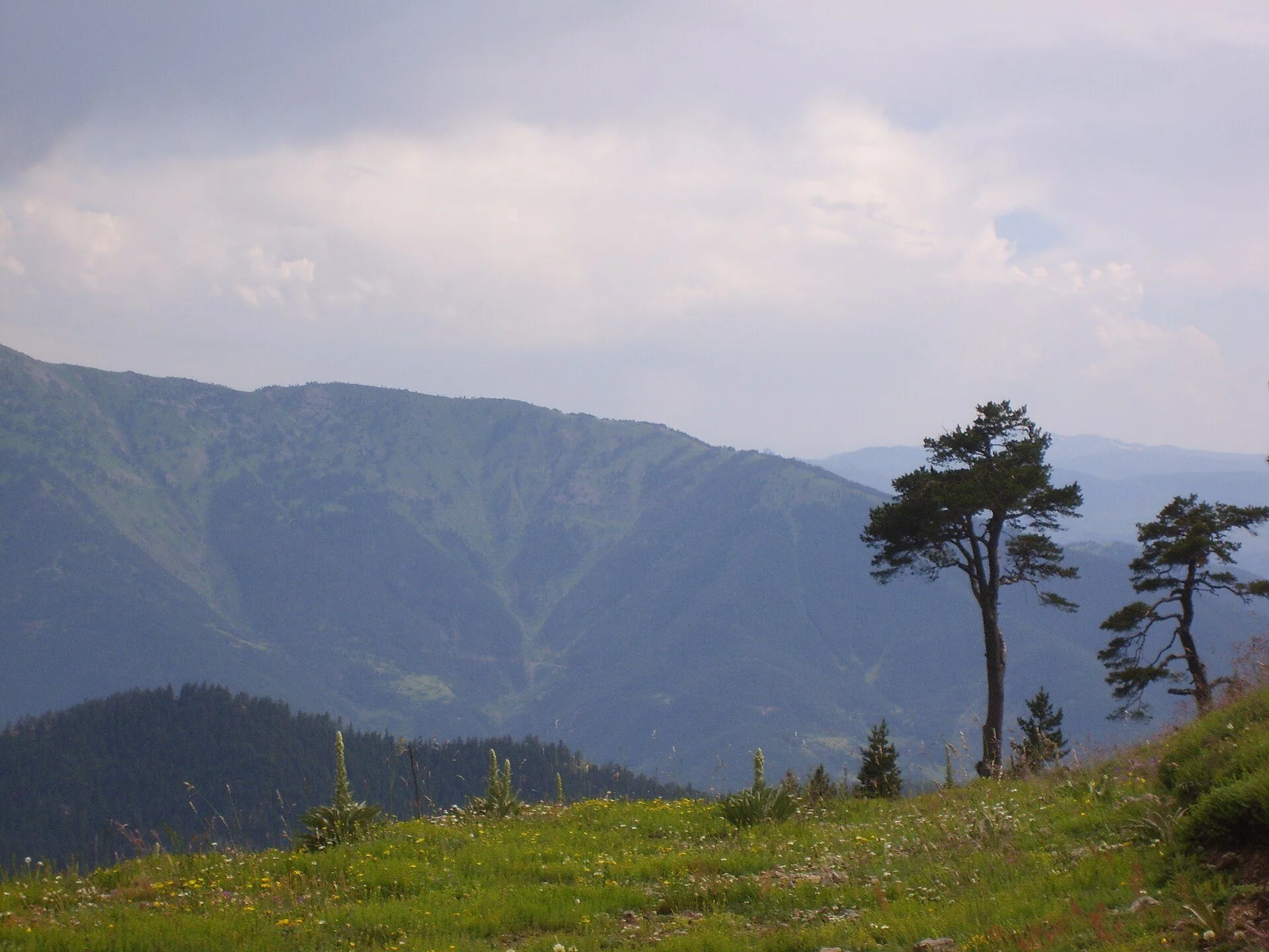 karadeniz nasıl gidilir — Zigana ormanları, Gümüşhane